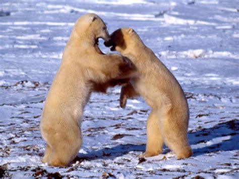 Decoding Polar Bear Behavior | Blog Posts | WWF