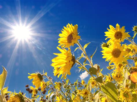 How plants protect themselves from sunshine overdose - Earth.com