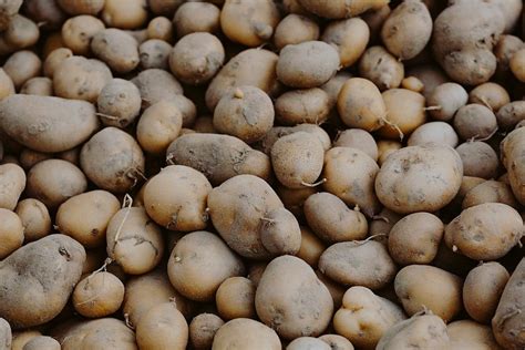 Closeup of fresh organic potatoes | Premium Photo - rawpixel