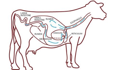 Solved Review the Ruminant Digestive Diagram shown. It | Chegg.com