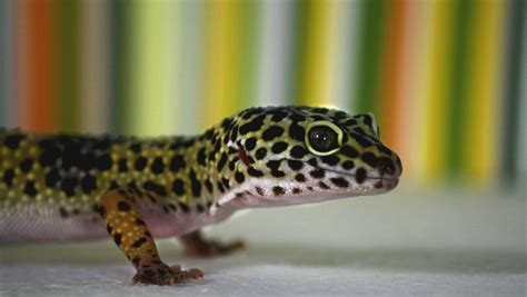 Gecko Leopardo: Cuidados, alimentación y toda la información