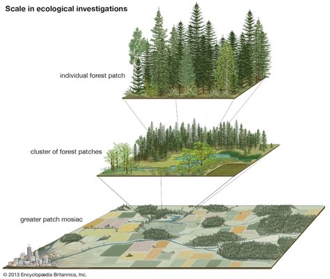 Ecology - Field Studies, Data Analysis, Conservation | Britannica