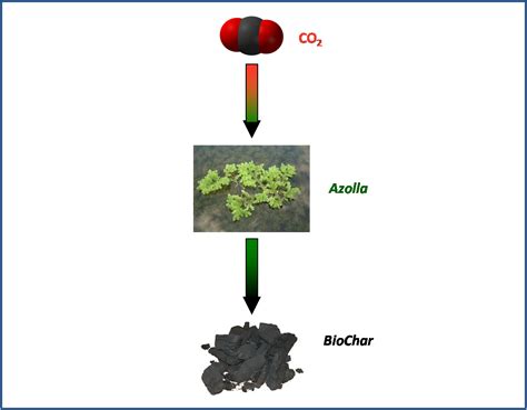 Carbon Capture and Storage - Azolla Biosystems Ltd