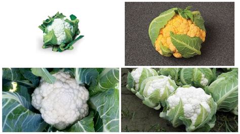 12 Cauliflower Varieties Perfect for 2019 - Growing Produce