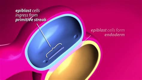 Human Gastrulation Animation