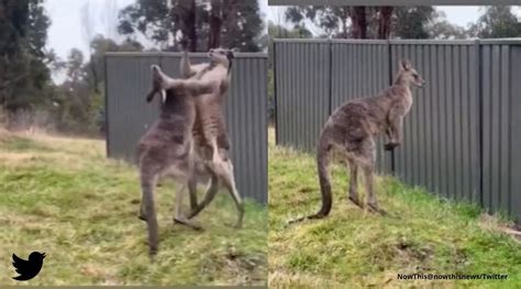 Two large kangaroos engage in ‘boxing match’, one crashes onto fence ...