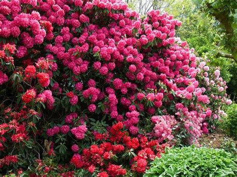 Comment planter et entretenir le rhododendron au jardin ? | Jardins ...