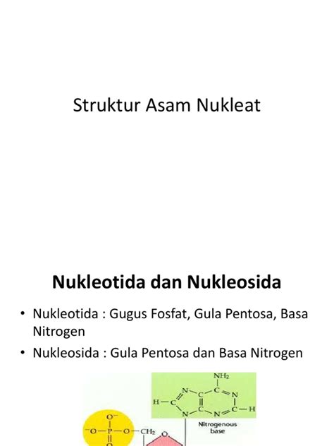 (PDF) Struktur Asam Nukleat - Pangiastika - DOKUMEN.TIPS