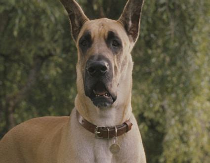 Marmaduke - Cinesite Studios