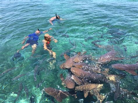 Hol Chan and Shark Ray Alley snorkeling tour w/ Caye Caulker island beach break - Belize City ...