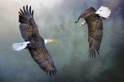 Eagles Flight Display Photograph by Brian Tarr - Pixels