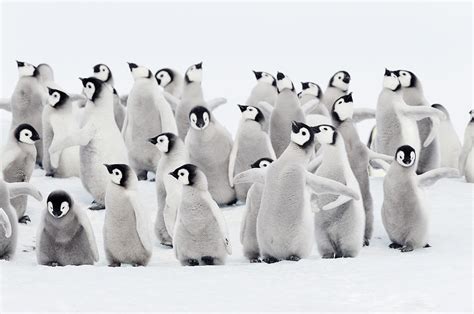 Emperor Penguins, Group Of Chicks Photograph by Martin Ruegner - Fine Art America