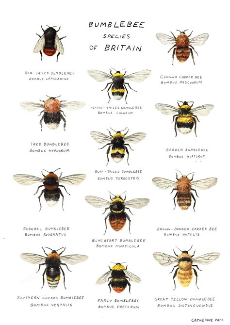 Types Of Bumble Bees