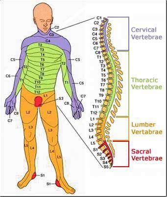 AQA Victoria: What is Spinal Cord Injury? | Thoracic vertebrae, Spine health, Medical anatomy