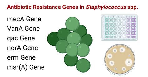 Antibiotic Resistance Genes in Staphylococcus spp.