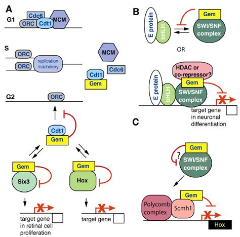 Models for Geminin activities in embryonic development. A. Geminin acts... | Download Scientific ...