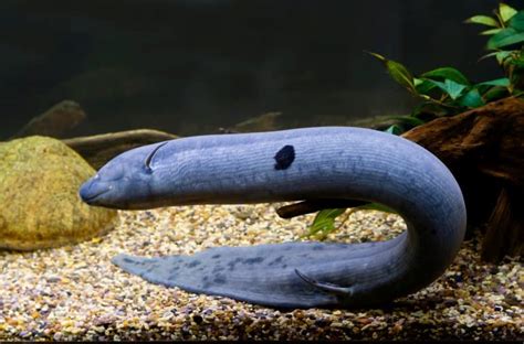 10 Incredible Lungfish Facts - Fact Animal