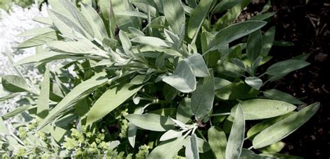 8 Wonderful Ways You Can Use Sage Leaves - Gardening Sun