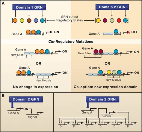 Evolution of Gene Regulatory Networks Controlling Body Plan Development: Cell