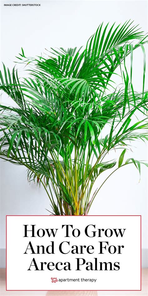 Areca Palms Are the Toxin-Filtering Tropical Houseplants Your Home Needs | Areca palm plant ...