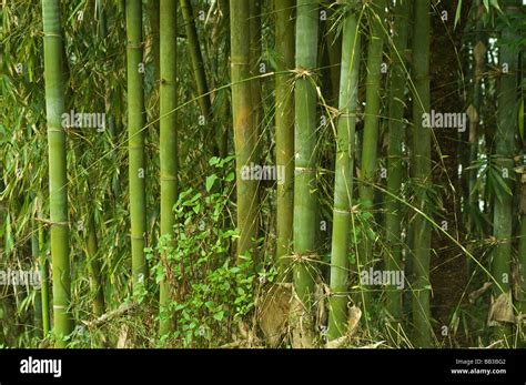 Bamboo Plantation in Sikkim in India Stock Photo - Alamy