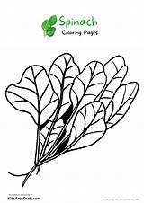 Spinach Coloring Pages For Kids – Free Printables  Art & Craft sketch template