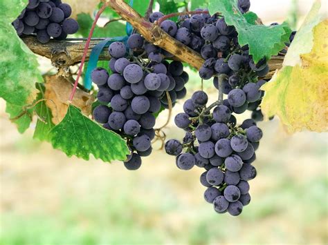 Concord Grape for Sale - Buying & Growing Guide - Trees.com