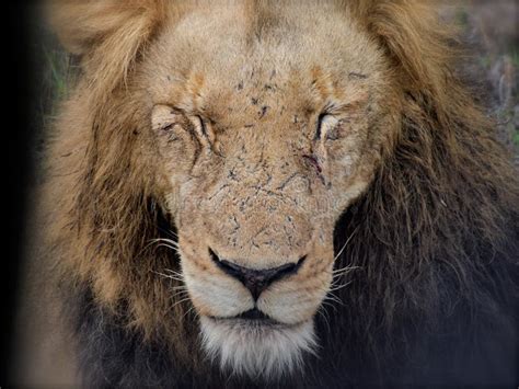 Lion Face With Scars Stock Photo - Image: 52860089