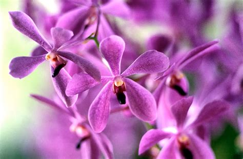 Orchid #2 [2859x1872] : r/wallpapers