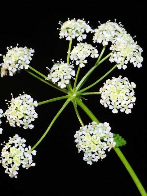 Flowers: Conium maculatum. ~ ~ Copyright © 2017. ~ | Flowers, Woodland garden, Botany