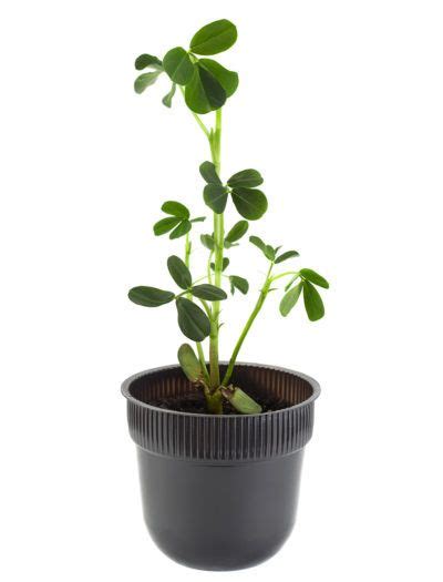 Indoor Peanut Growing – Learn How To Grow Peanuts Indoors Can I grow a peanut plant indoors ...