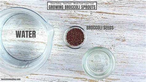 Growing Broccoli Sprouts and Broccoli Microgreens - Best Clean Eating