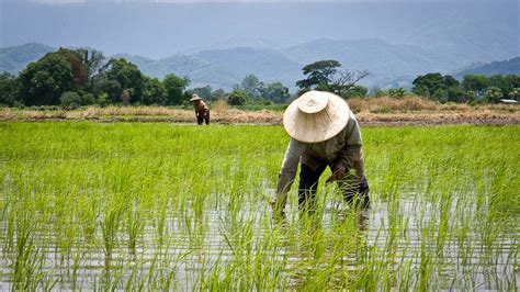 Thailand's Rice Farmers Adapt to Climate Change - Our World