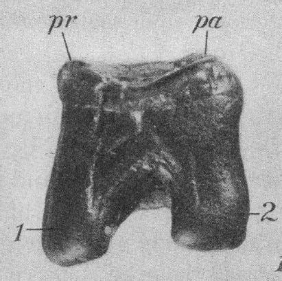 NEBRASKA MAN A PIG TOOTH – Evolution is a Myth