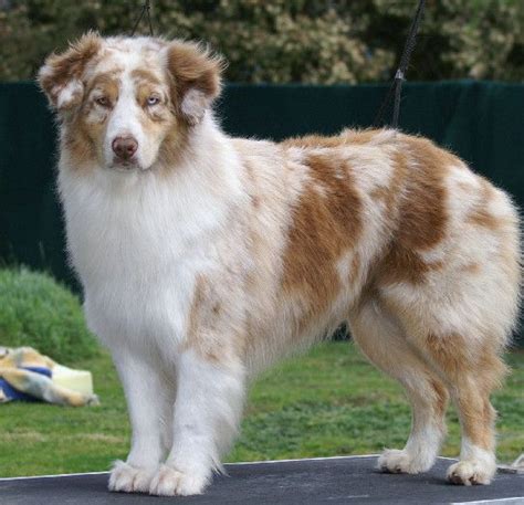 Highland Springs Breeders: Australian Shepherd Fun | Australian ...