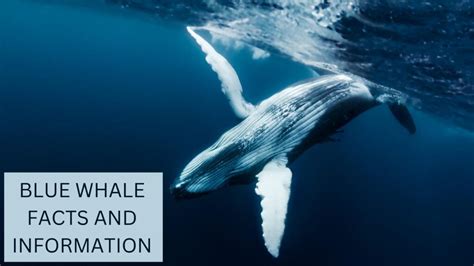 Blue Whale Facts | Anatomy, Diet, Migration and Reproduction