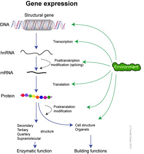 Gene Expression