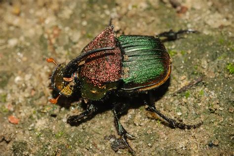 Rainbow Scarab Beetle | Beetles | Nature In Focus