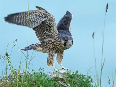 Premium Photo | Peregrine falcon falco peregrinus