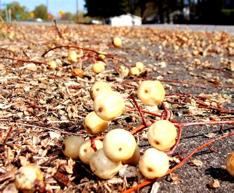 Last year's chinaberry fruit on road | 2010 fruit of a china… | Flickr