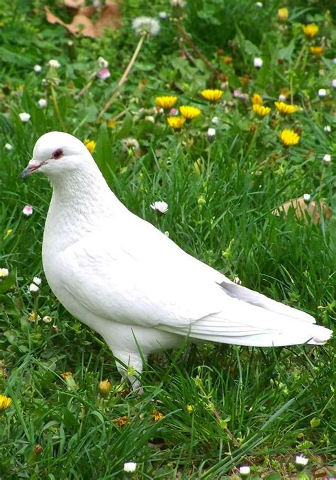 Dove Symbolism & Pigeon Meaning - Luciding Dream Dictionary