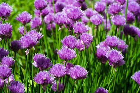 12 Genius Uses for Chives & Chive Blossoms