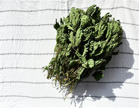 How To Make Nettle Leaf Powder & Why You Really Should