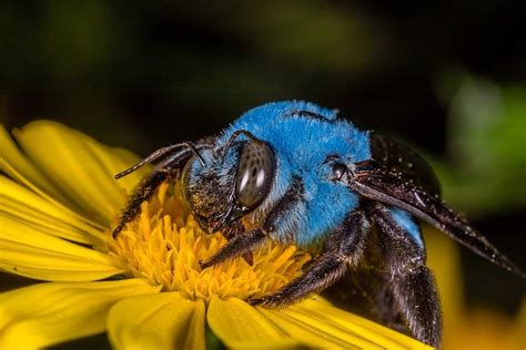 Today I learned bees can be blue. This is a Blue Orchard Bee. : r/pics