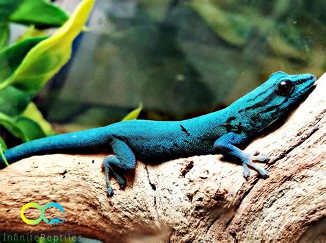 Electric Blue Day Gecko! | Cute reptiles, Cute dogs and puppies, Gecko