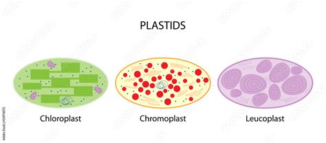 Leucoplast Diagram