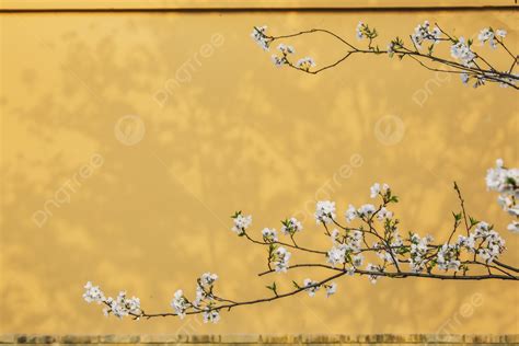 Yellow Cherry Blossom Wallpaper Online USA | www.oceanproperty.co.th