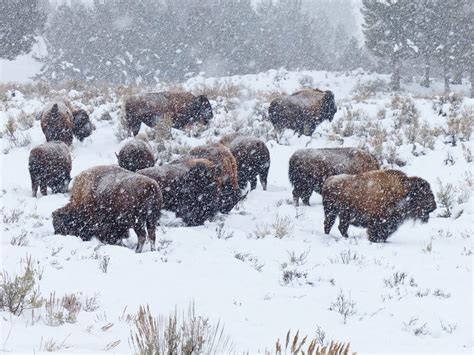 Yellowstone National Park Weather - Enjoy Your Parks