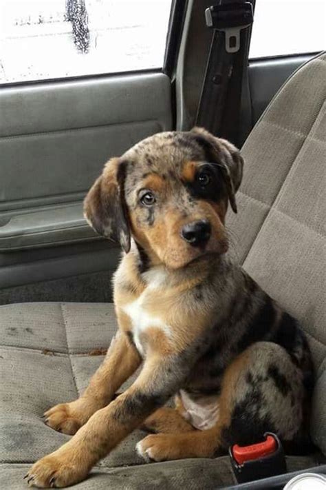 Catahoula Cur - American Leopard Hound | Pet dogs, American leopard ...