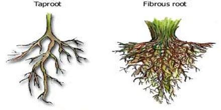 Describe Types of Roots - QS Study